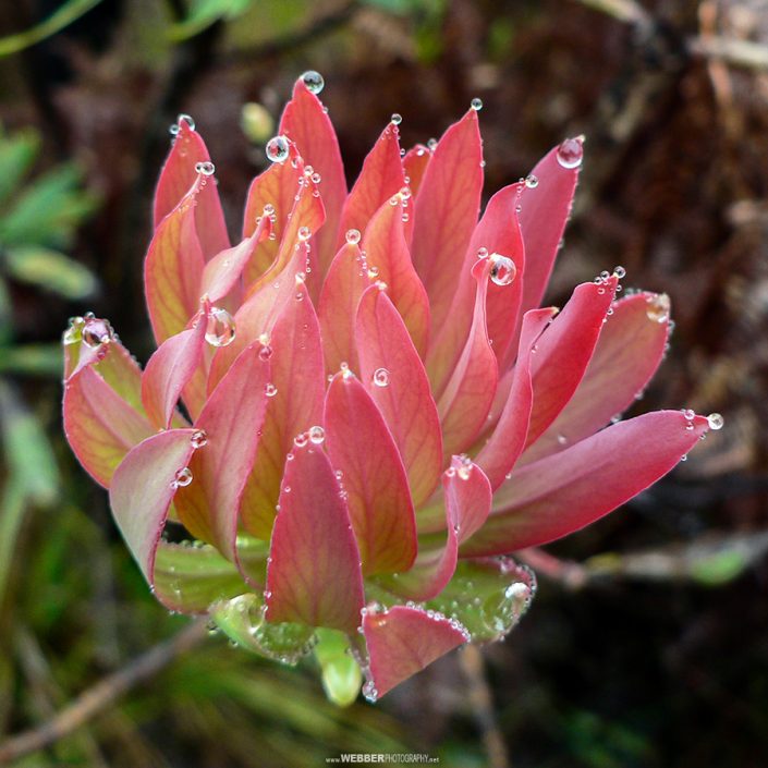 Leucodendron : Webber Photography