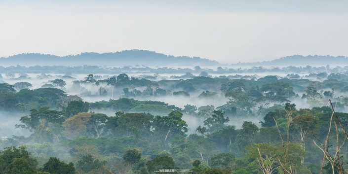 Rainforest : Webber Photography