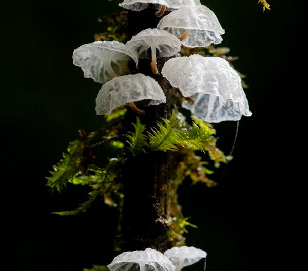 Fungi detail : Webber Photography