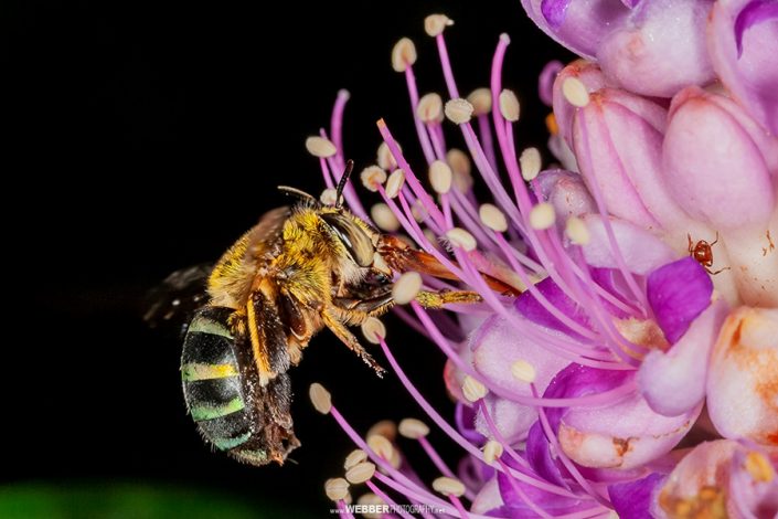 Anthophora bee : Webber Photography