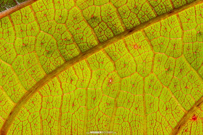 Leaf detail : Webber Photography