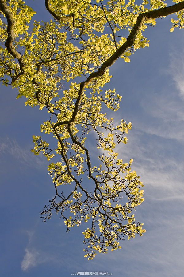 Tree detail : Webber Photography