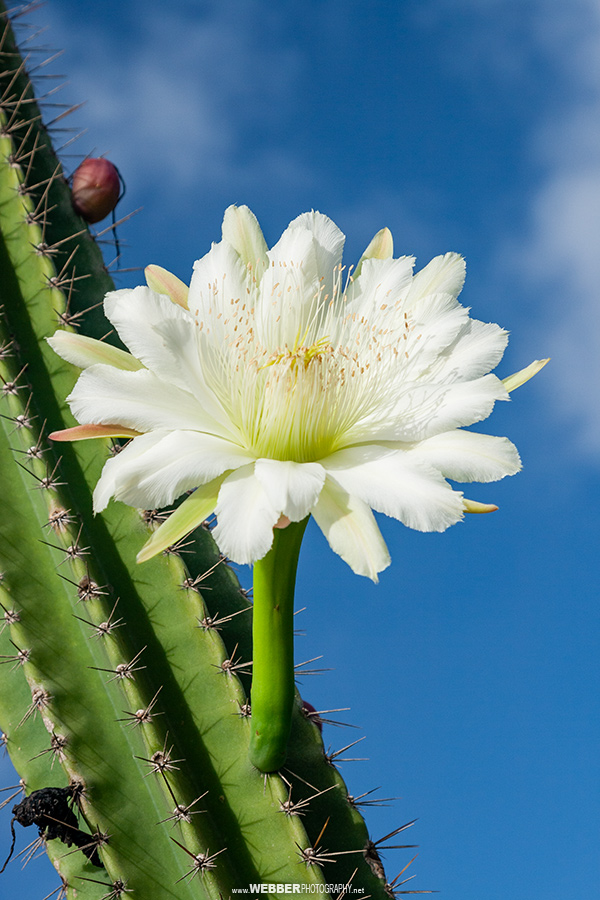 Cactus flower : Webber Photography