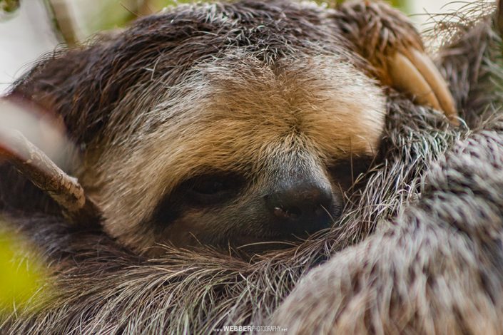 Brown-throated three-toed sloth : Webber Photography