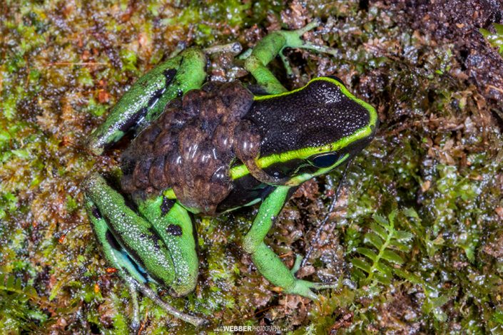 Male poison dart frog : Webber Photography