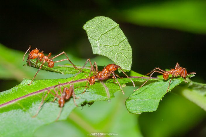 Leafcutter ants : Webber Photography