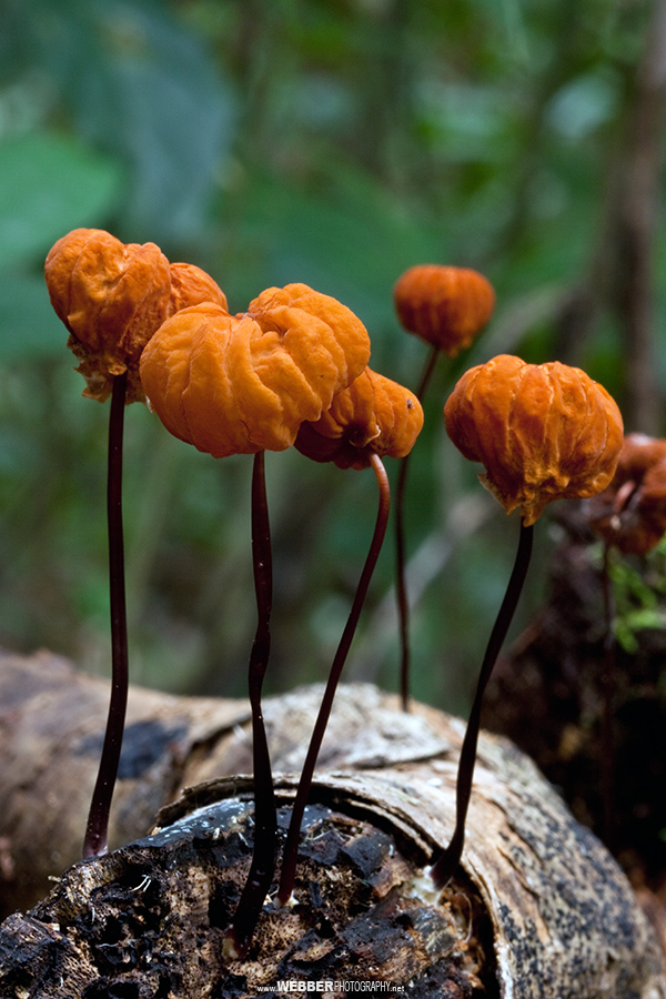 Fungal fruiting bodies : Webber Photography