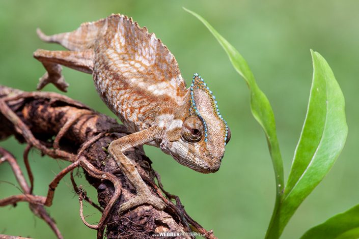 Crested chameleon : Webber Photography