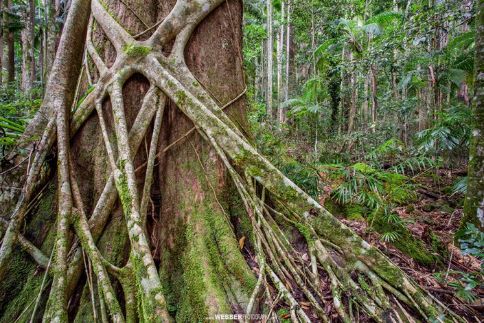 Strangler fig : Webber Photography