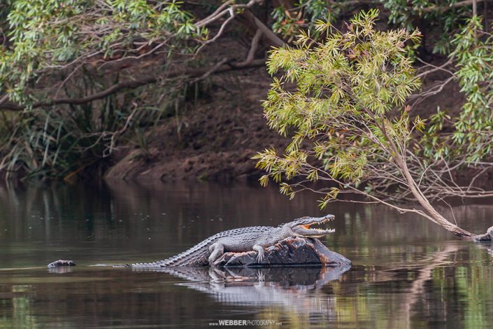 Saltwater crocodile : Webber Photography