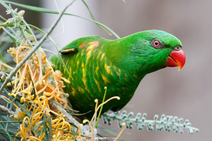 Scaly-breasted lorikeet : Webber Photography