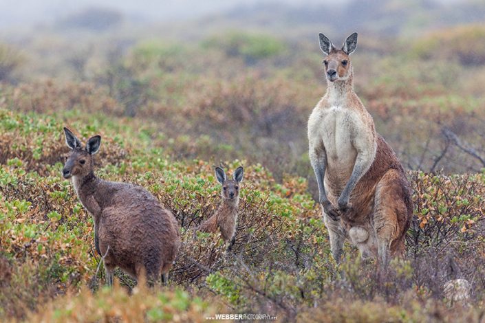 Western grey kangaroos : Webber Photography