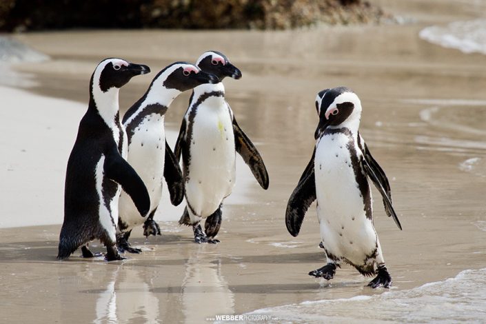 African penguins : Webber Photography