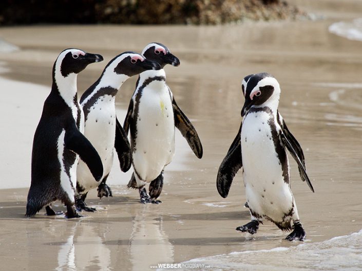 African penguins : Webber Photography