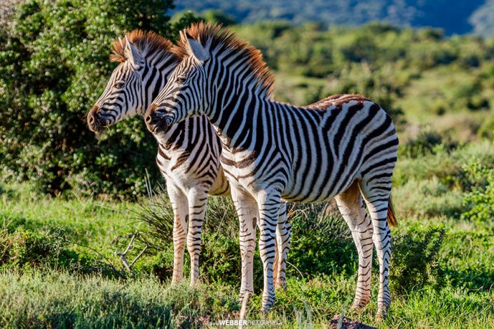 Burchell's zebra : Webber Photography