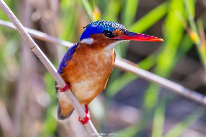 Malachite kingfisher : Webber Photography