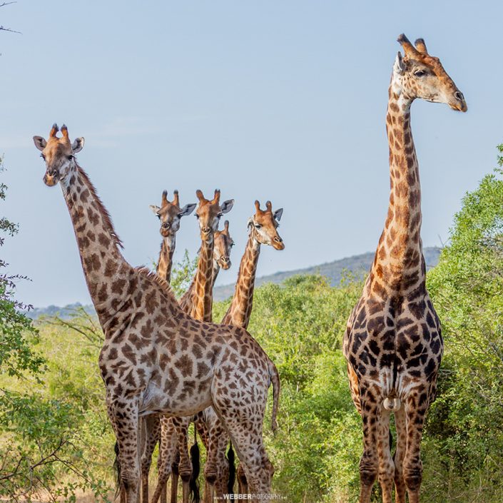 Giraffe tower : Webber Photography