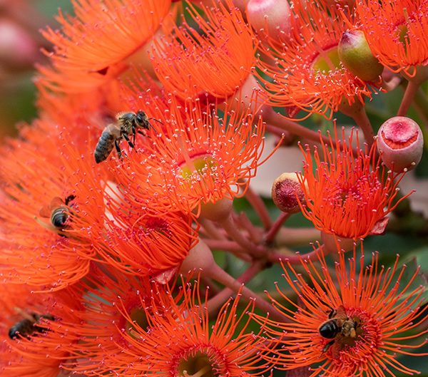 Red-flowering gum : Webber Photography