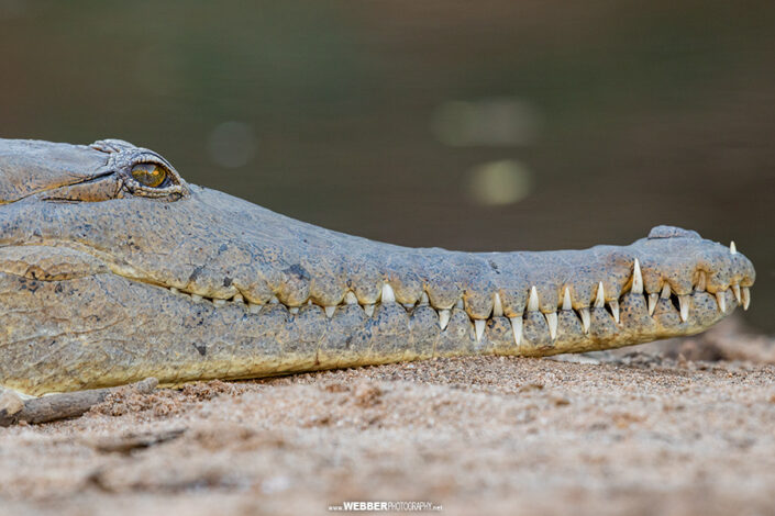 Freshwater crocodile : Webber Photography
