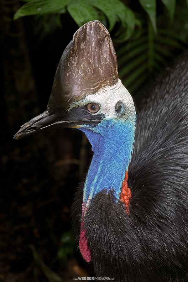 Southern cassowary : Webber Photography