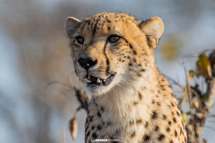 Cheetah : Webber Photography