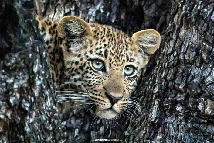 Leopard : Webber Photography