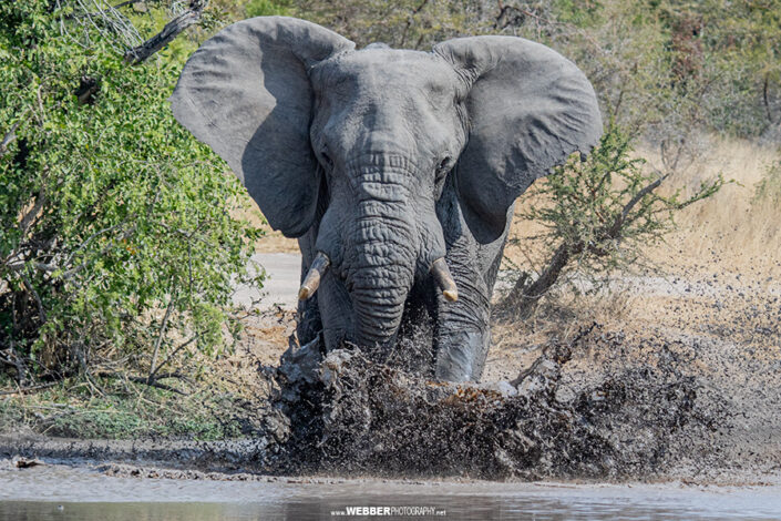 Elephant : Webber Photography