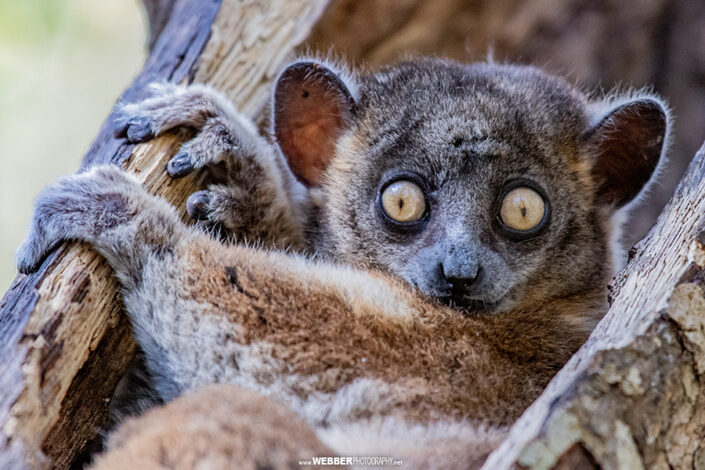 Sportive lemur : Webber Photography