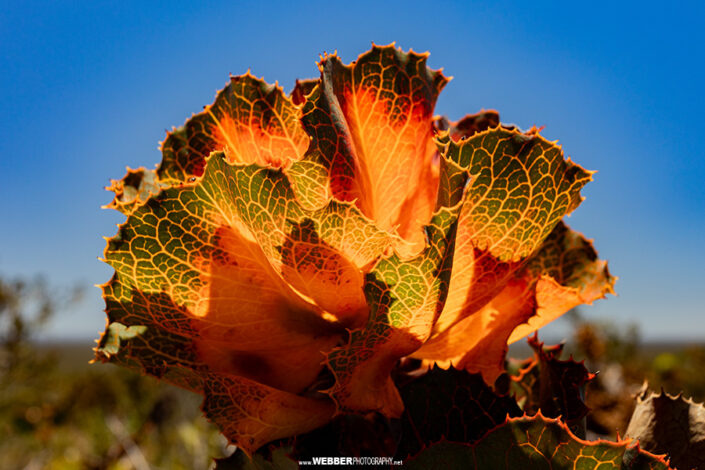 Royal hakea : Webber Photography