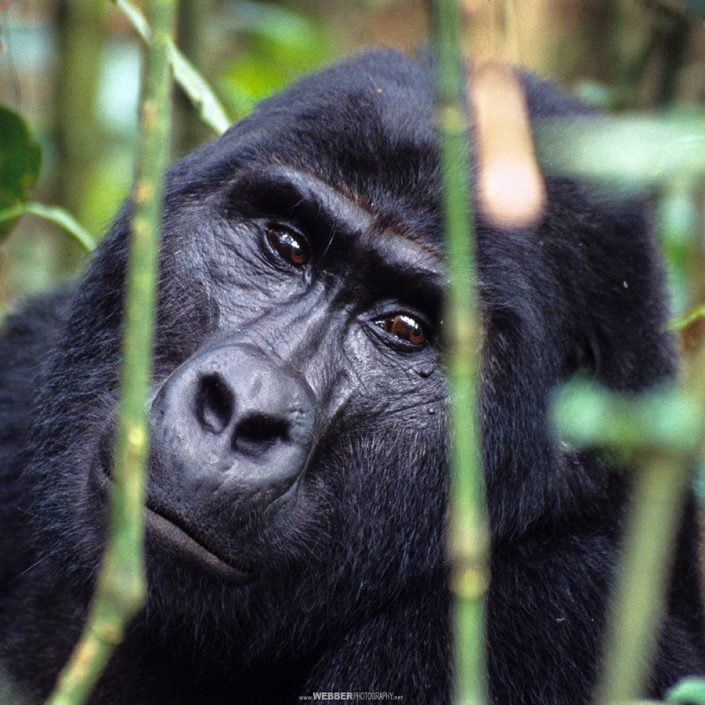 Mountain gorilla : Webber Photography