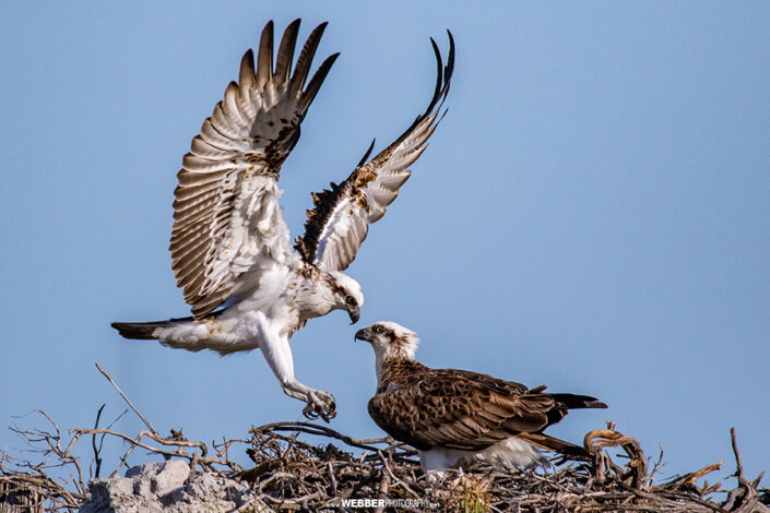 Osprey : Webber Photography